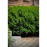 IBAMBA bollard light LED 1x6W 3000K black (Lucide)